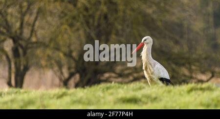 France, somme, Baie de la somme, Noyelles-sur-mer, cigogne blanche dans les pâturages de la Baie de la somme Banque D'Images