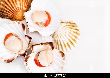 Coquilles Saint-Jacques crues sur fond blanc. Fruits de mer méditerranéens. Mollusques frais. Aequipecten opercularis. Jacobaeus Pecten Banque D'Images
