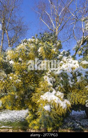 France, Ille et Vilaine, le Rheu, Mimosas en fleurs sous la neige, en hiver Banque D'Images