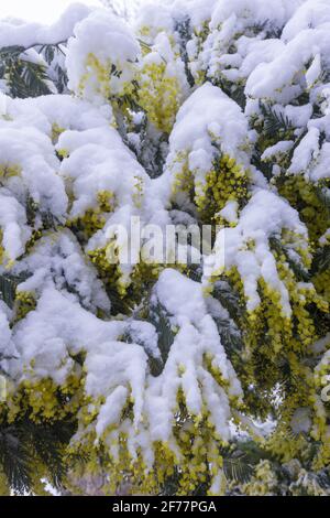 France, Ille et Vilaine, le Rheu, Mimosas en fleurs sous la neige, en hiver Banque D'Images