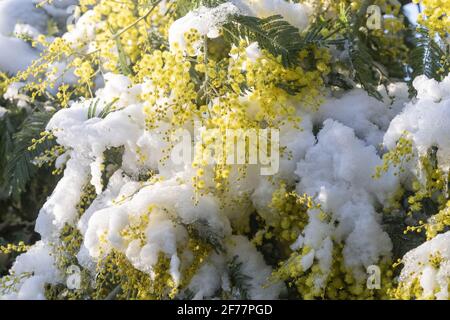 France, Ille et Vilaine, le Rheu, Mimosas en fleurs sous la neige, en hiver Banque D'Images