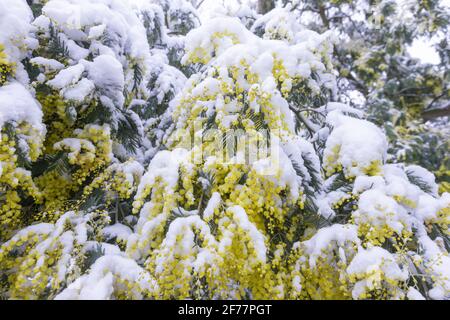 France, Ille et Vilaine, le Rheu, Mimosas en fleurs sous la neige, en hiver Banque D'Images