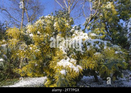 France, Ille et Vilaine, le Rheu, Mimosas en fleurs sous la neige, en hiver Banque D'Images