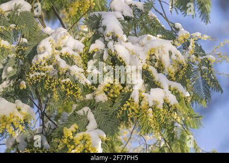 France, Ille et Vilaine, le Rheu, Mimosas en fleurs sous la neige, en hiver Banque D'Images