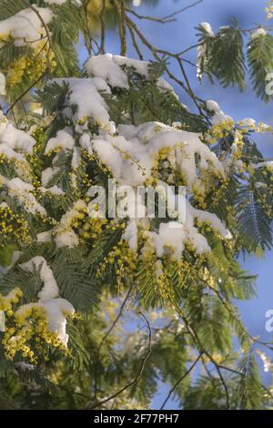 France, Ille et Vilaine, le Rheu, Mimosas en fleurs sous la neige, en hiver Banque D'Images