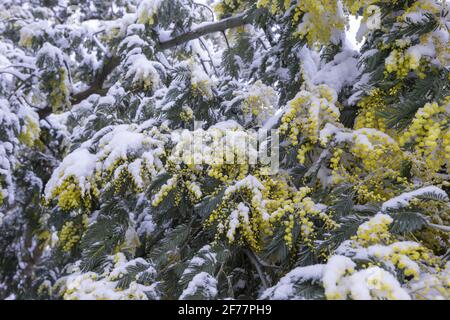 France, Ille et Vilaine, le Rheu, Mimosas en fleurs sous la neige, en hiver Banque D'Images