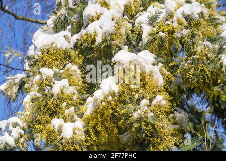 France, Ille et Vilaine, le Rheu, Mimosas en fleurs sous la neige, en hiver Banque D'Images