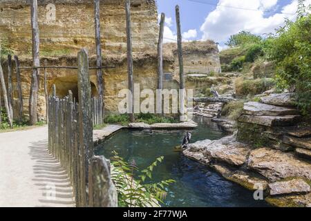 France, Maine-et-Loire, Doué-la-Fontaine, le zoo bioparc, le Grand Aviary sud-américain Banque D'Images