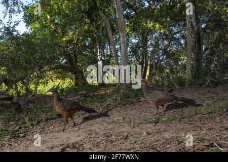 Brésil, Mato Grosso do Sul, Pantanal, image de piège à caméra de deux guan à châtaignier (Penelope ochrogaster) Banque D'Images