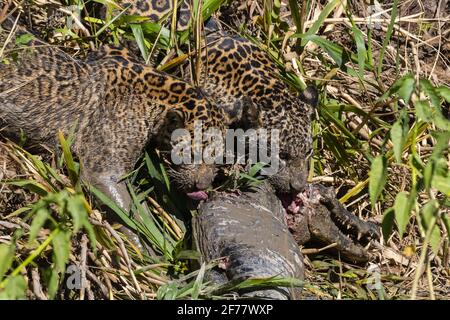 Brésil, Mato Grosso do Sul, Pantanal, UNE jaguar femelle (Panthera onca) et sa progéniture se nourrissant d'un caiman jacare (Caiman yacare) Banque D'Images