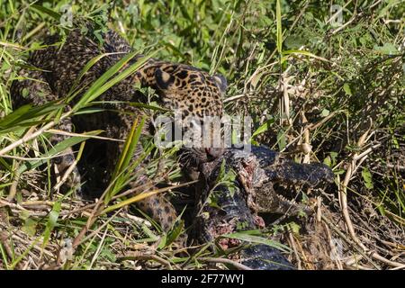 Brésil, Mato Grosso do Sul, Pantanal, UNE Jaguar femelle (Panthera onca) se nourrissant d'un caiman jacare (Caiman yacaare) Banque D'Images