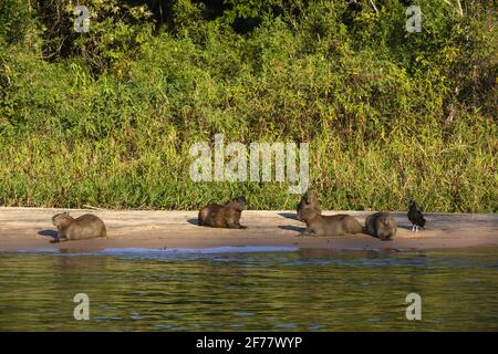 Brésil, Mato Grosso do Sul, Pantanal, Capybara (Hydorchaeris hydrochaeris) Banque D'Images