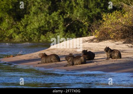 Brésil, Mato Grosso do Sul, Pantanal, capybaras (Hydorchaeris hydrochaeris) sur une plage au coucher du soleil Banque D'Images