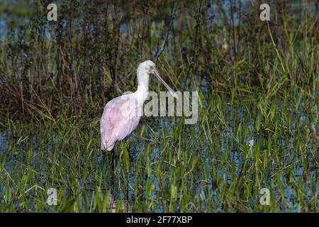 Brésil, Mato Grosso do Sul, Pantanal, Roseate spoonbill (Platalea ajaja) Banque D'Images