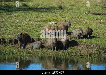 Brésil, Mato Grosso do Sul, Pantanal, Capybara (Hydorchaeris hydrochaeris) Banque D'Images