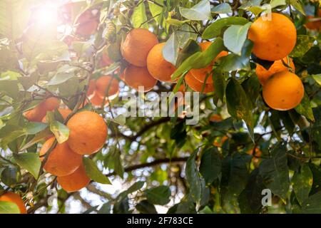 Un arbre orange pour un concept d'été. Branches d'un arbre rempli d'oranges matures illuminées par un rayon de soleil clair. Banque D'Images