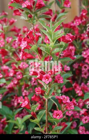 Weigela florida fleurs. Banque D'Images