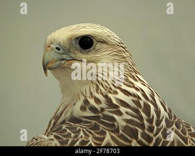 Portrait Fierce de Gyrfalcon (Falco rusticolus), la plus grande espèce de faucon dans un centre de la Falconry du Yorkshire, Angleterre, Royaume-Uni Banque D'Images