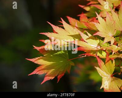 Lumière du soleil éclatante sur les délicates feuilles d'érable japonais orange, rouge, jaune et vert (Acer palmatum) dans une verge de bois d'arboretum - Yorkshire, Angleterre, Royaume-Uni Banque D'Images