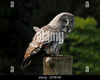 Portrait de la grande chouette captive soufflée de vent, (Strix nebulosa) illuminée de soleil sur la perche du tronc des arbres au centre extérieur de fauconnerie - Yorkshire, Angleterre, Royaume-Uni Banque D'Images