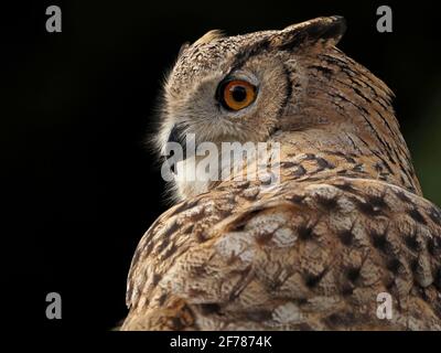 Portrait de profil de la hibou de l'aigle eurasien captive à vent (Bubo bubo) avec un œil jaune vif dans un centre de fauconnerie dans le Yorkshire, Angleterre, Royaume-Uni Banque D'Images