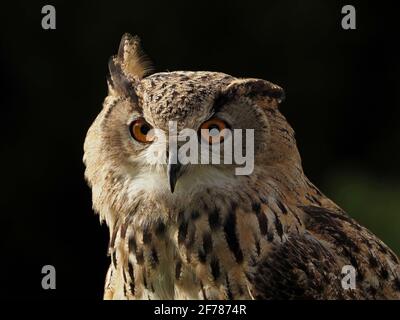 Portrait de la Chouette à aigle eurasienne captive à vent (Bubo bubo) avec une oreille élevée dans un centre de fauconnerie du Yorkshire, Angleterre, Royaume-Uni Banque D'Images
