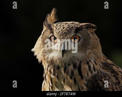 Portrait de la Chouette à aigle eurasienne captive à vent (Bubo bubo) avec une oreille élevée dans un centre de fauconnerie du Yorkshire, Angleterre, Royaume-Uni Banque D'Images