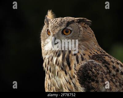 Portrait de la Chouette à aigle eurasienne captive à vent (Bubo bubo) avec une oreille élevée dans un centre de fauconnerie du Yorkshire, Angleterre, Royaume-Uni Banque D'Images