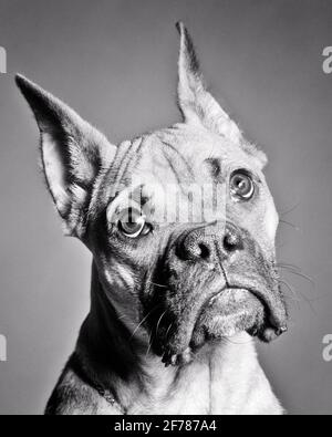 VUE DE LA TÊTE ET DE L'ÉPAULE DU PORTRAIT DE CHIEN BOXER DES ANNÉES 1950 APPAREIL PHOTO AVEC DSA MENDIANT PLEURANT PLEIN D'ESPOIR EXPRESSION FACIALE CONFUSE - D2648 HAR001 HARS LE B&W TROUBLÉ CONCERNAIT LES MAMMIFÈRES EN CONTACT AVEC LES YEUX DE TRISTESSE TÊTE ET ÉPAULES PLEUDING ET CANINES PLEIN D'ESPOIR MENDIER HUMEUR COOCH LA RACE DE GLUM DE CONNEXION ENGENDRE L'ATTACHEMENT PERSONNEL AFFECTION CHIEN CHARMANTE ÉMOTION ADORABLE ET LOYAL MAMMIFÈRE MALHEUREUSE ADORABLE, NOIR ET BLANC HAR001 DÉMODÉE Banque D'Images