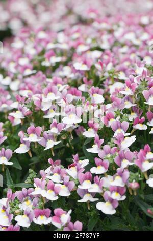 Némésie 'Easter Bonnet' fleurs. Banque D'Images