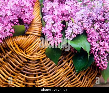 GROS PLAN DES ANNÉES 1990 DES LILAS EN PANIER EN OSIER - KF27864 PET001 PARFUM HARS Banque D'Images