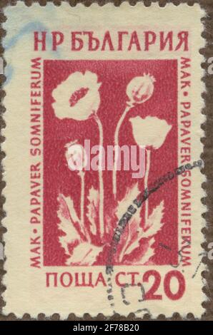 Timbre de l'Association philatéliste de Gösta Bodman, commencé en 1950.le timbre de Bulgarie, 1953. Mouvement de la plante médicinale; Papaver somniferum. Banque D'Images