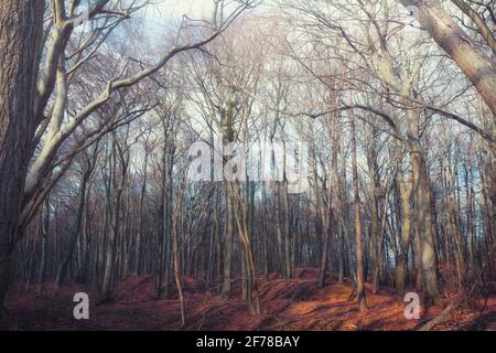 Une forêt mystique baignée dans une atmosphère de soleil d'automne Banque D'Images