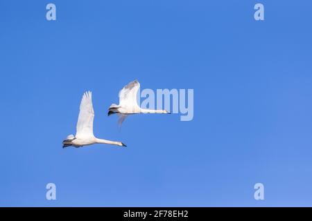 Deux cygnes trompettes survolant un lac dans le nord du Wisconsin. Banque D'Images