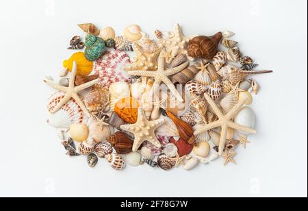 Un ensemble de différentes belles étoiles de mer, coquillages et palourdes sur un fond blanc sont recueillis dans une pile. Vue de dessus. Banque D'Images