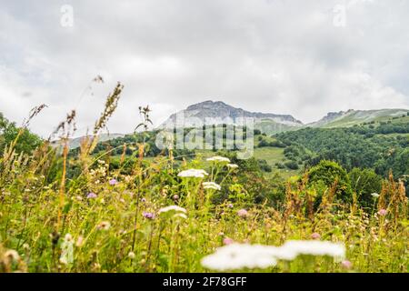 Crête de montagne couverte de forêt sous ciel bleu. Paysage pittoresque de pistes de montagne et de sommets couverts de végétation luxuriante sous le ciel bleu dedans Banque D'Images