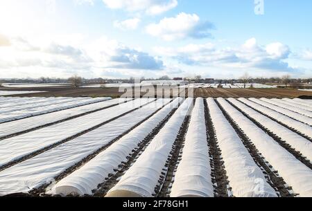 Vue de dessus d'Arial d'une plantation de pommes de terre bordée de tissu agricole non tissé spunbond blanc. Plantation de pommes de terre sous le spunbond. Créez une gree Banque D'Images