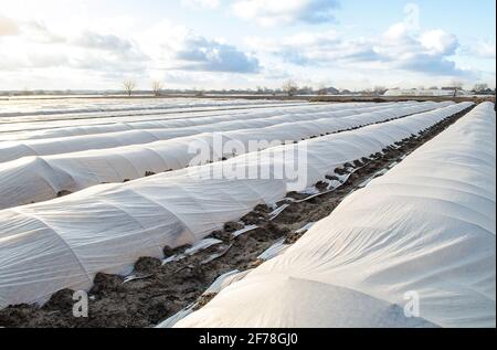 Le champ de plantation de pommes de terre de ferme est recouvert de tissu agricole non tissé spunbond. Pommes de terre antérieures, soin et protection des jeunes plantes fro Banque D'Images