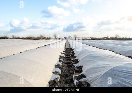 Plantation de pommes de terre de ferme abritée de tissus agricoles non tissés spunbond. Effet de serre. Récolte précoce, protection contre le gel et le vent Banque D'Images