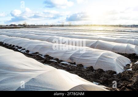 Le champ de plantation de pommes de terre de ferme est recouvert de tissu agricole non tissé spunbond. Créer un effet de serre. Pommes de terre plus tôt, soin et pr Banque D'Images