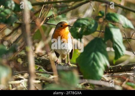 Robin européen, erithacus rubecula, perçant sur un arbre Banque D'Images