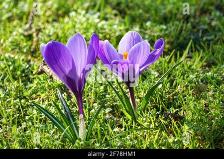 les crocus violets fleurissent sur les prairies d'herbe sous le soleil du début du printemps Banque D'Images