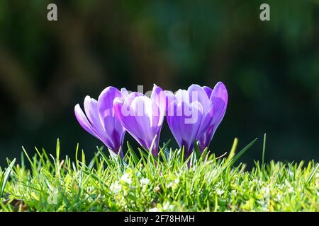 les crocus violets fleurissent sur les prairies d'herbe sous le soleil du début du printemps Banque D'Images