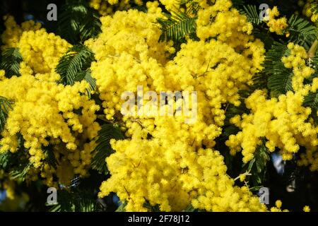 Fleurs en fleurs de l'arbre Mimosa scabrella Banque D'Images