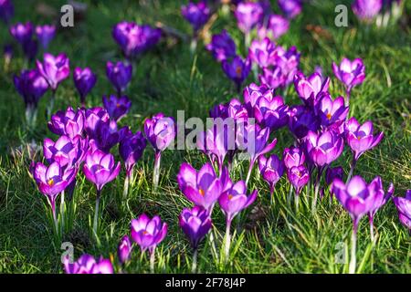 les crocus violets fleurissent sur les prairies d'herbe sous le soleil du début du printemps Banque D'Images