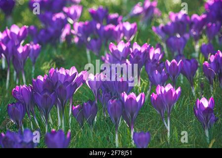 les crocus violets fleurissent sur les prairies d'herbe sous le soleil du début du printemps Banque D'Images