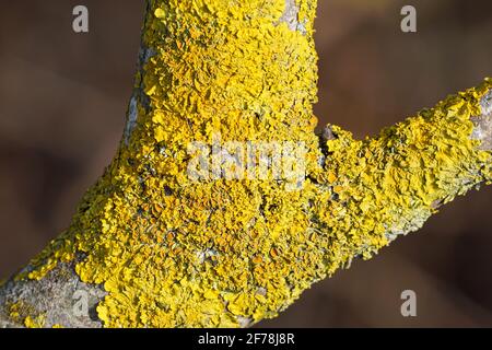 Xanthoria parietina, lichen foliaire commun sur une branche d'arbre en Angleterre, Royaume-Uni Banque D'Images