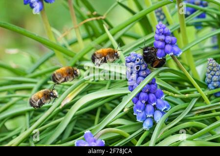 Bumble Bee sur Muscari negectum connu sous le nom de jacinthe de raisin Banque D'Images