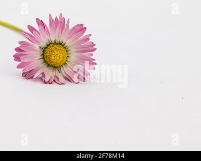 Pink daisy flower isolated on white background Banque D'Images