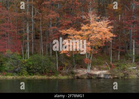 Une touche d'orange de couleur automnale sur un terrain de rouges et de verts au lac Boley, dans le parc national de Babcock, WV. Banque D'Images